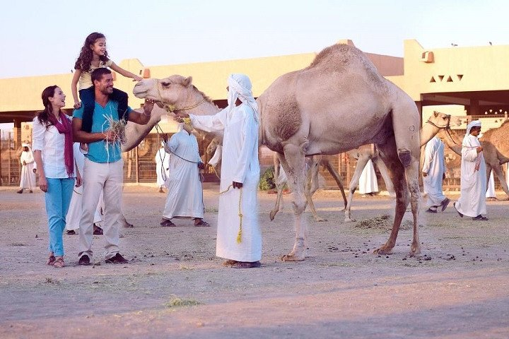 Experience the charm of Al Ain's camel market where families connect with these majestic ships of the desert immersing in local culture and unforgettable moments in the UAE.